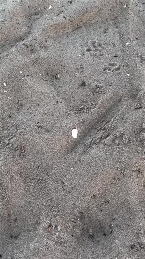 alenasheriff (@alenasheriff)’s videos with Magical Fantasy - Celestial Aeon Project & Tales From The Dream World