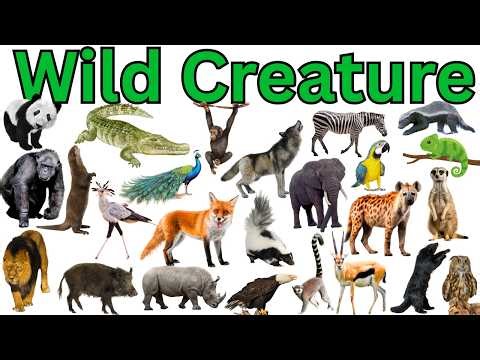 Wild Animals Names and Sounds for Kids to Learn | Learning Wild Animal Names and Sounds for Children
