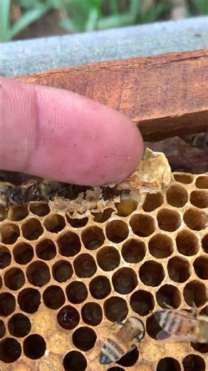 Removing a Bad Queen Cell 🐝 | Keep Your Colony Strong