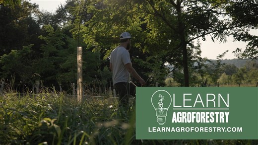 Are people asking you about agroforestry? Do you wish you knew more about it? Our online courses at LearnAgroforestry.com provide self-paced, multimedia trainings for you to learn the fundamentals of agroforestry practices such as alley cropping, forest farming, and silvopasture. If you work with farmers or landowners to address natural resource concerns, these courses will introduce you to real-life examples of people who are using agroforestry practices to build soil, protect water, and increa