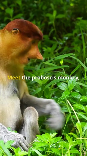 Dive into the fascinating world of proboscis monkeys in this enlightening video! Explore the unique features of the proboscis monkey, starting with their distinctive oversized noses, which play a crucial role in amplifying their calls across the dense forests of Borneo. Discover how their webbed feet make them exceptional swimmers, an adaptation that is vital for their survival in swampy environments. Most importantly, learn about the urgent conservation efforts needed to protect these incredibl
