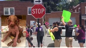 Lancaster Co. SPCA director breaks silence as protesters demand justice for Libre