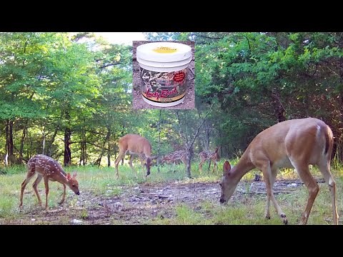 LUCKY BUCK MINERAL REVIEW