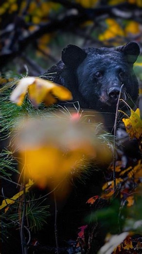 Just me, the forest, and the sound of the leaves. 🍂Wildlife photography is meditation.