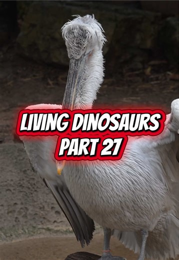 The Majestic Dalmatian Pelican: Largest Bird on Earth