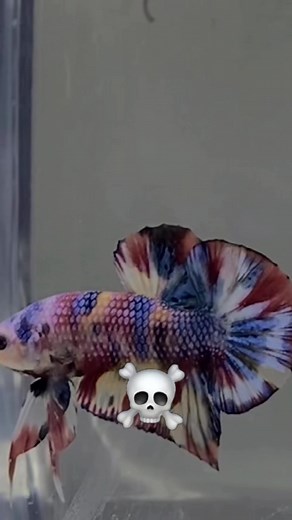 MULTIKILLER 🔥🔥🔥 #bettafish #cupang #cupanghias #cupanghiasindonesia #competition #kontes #betta #ikan #ikanhias #multicolor