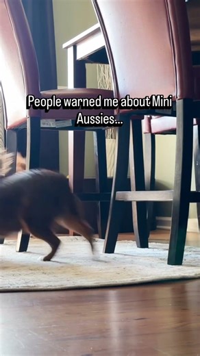 This is why people warn you about Mini Aussies