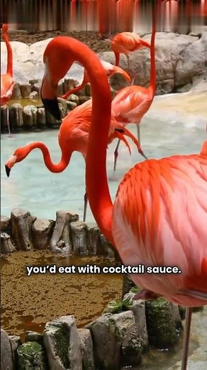 Why Are Flamingos Pink? Uncovering the Shrimp Connection!