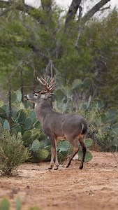Jumping a high low fence, this buck is all in on the rut. Believe it or not, we think he’s 4. #lasraicesranch #texashunting #whitetail #deerhunting #deerseason | Las Raices Ranch
