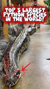 Top 3 Largest Pythons Species in the World, and the Last one will Blow your Mind!😲 #shorts