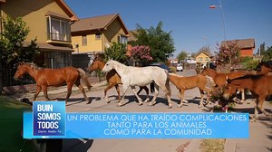 COMIENZA RETIRO DE CABALLOS SUELTOS EN VÍA PÚBLICA Un problema que se presenta desde hace un tiempo en la comuna, específicamente en el sector central de Buin, son caballos transitando en plena vía pública, sin ningún tipo de precaución ni responsabilidad por parte de sus dueños. Situación que ha traído complicaciones tanto para los animales como para la comunidad. Este miércoles 05 de febrero, en el sector de Los Jardines y el Diamante, fueron retirados 4 equinos, pero el número de animales en 