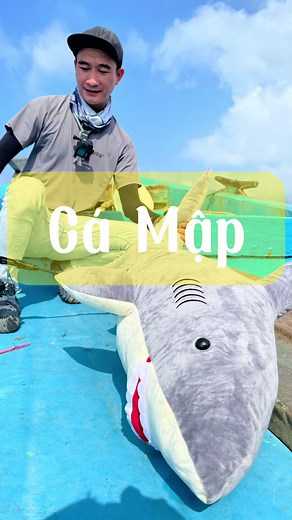 Lần đầu tiên a3 câu được cá mập trên biển, sau nhiều ngày theo đuổi a3 đã thành công câu được cá lớn. #fishing #cancauca #caucagiaitri #anhbabao #a3b