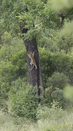 Tree Climbing Master Class 🐆❤🐾 #amazing #reel #safari #animals #wildlife | Latest Wildlife Sightings