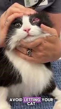 A veterinarian gently extracts a foxtail from the eye using fine tweezers🐈‍⬛. #cat #foryou #save