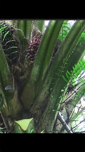 Perhatikan cara tarik Nya.!!!