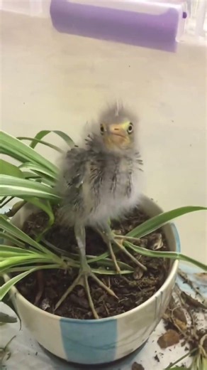 Cutest Baby Birds That Will Melt Your Heart Instantly! 🦩🕊️🐦 Adorable Chicks Up Close!