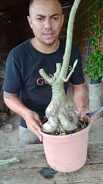 How to prune your desert rose #plants #desertrose #plants #tips
