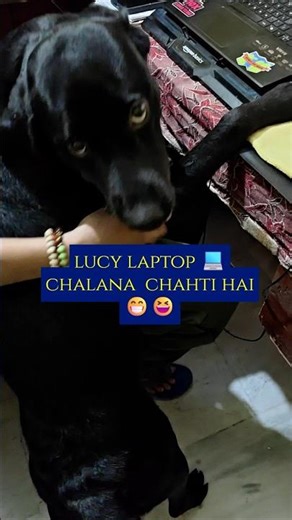 🐾 LUCY AAJ CHALAYEGI LAPTOP! 😂🐶 | Labra Lucy Shaky #funny #shorts #viral #labrador #viralshorts #dog