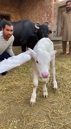 Mashallah: Celebrating Pakistani TikTok Moments