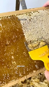 5M views · 50K reactions | Esto Parece Una Colmena Artificial Pero No Lo Es | Alternativa | Facebook