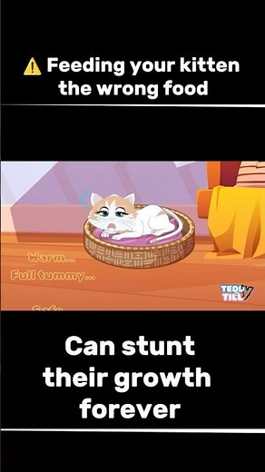 What Happens If a Kitten Eats Dog Food? (The Truth Will Shock You) 🐱⚠️ (Teddy & Tilly Ep.4)#kitten