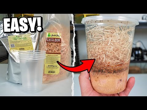 How To Breed Fruit Flies