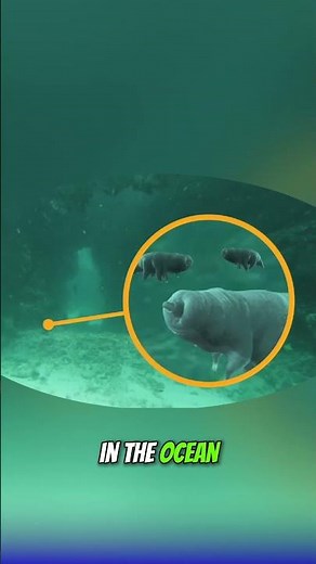 Can This Tiny Animal Really Survive in Space?