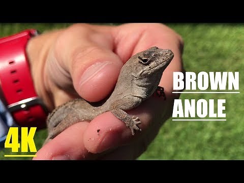 Cuban Brown Anole Lizard 4K: Texas Invasive Species!