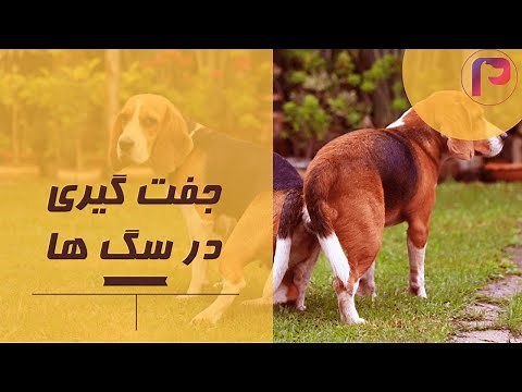 جفت گیری در سگها (جدید)