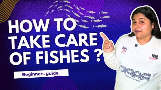 How to Take Care of Aquarium Fishes? Taking care of your aquarium fish isn’t just about feeding — it’s about giving them the right environment, clean water, and stress-free space to thrive. In this video, we share simple yet effective tips to: ✅ Keep water crystal clear ✅ Avoid overfeeding mistakes ✅ Choose the right food & filter ✅ Maintain fish health & prevent diseases Perfect for beginners and hobbyists who want happy, colorful, and long-living fish. 🐡🌿 👉 Watch now & learn how to make you