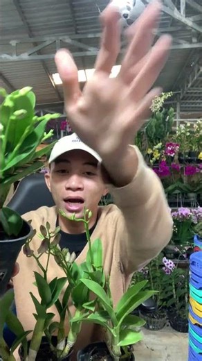 🌸HỒNG SEN. Hotline: 0903177978 (Loan) #hoalandep #dendrobium
