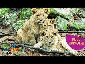 The Cutest Animal Families | Baby Animals 105+106