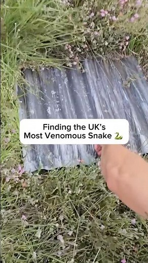 Finding the UK’s most venomous snake! 🐍🇬🇧☠️