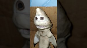 [VIDEO] A baby shark is born with a "human head"
