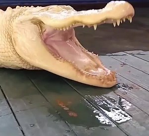 Have you ever seen an albino alligator!? 😮🐊 By Gatorland Orlando | LADbible