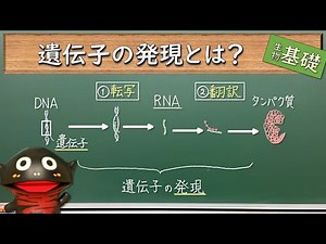 遺伝子の発現とは？【65生物基礎】新課程対応