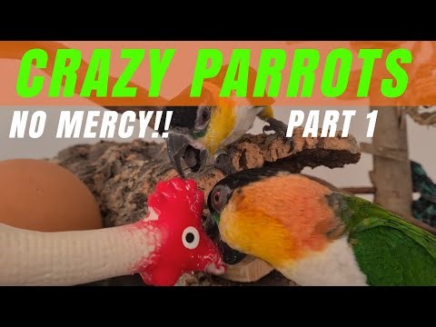 Wild Caique Playtime! 😂🦜 My Parrots vs. the Rubber Chicken | Funny Parrot Chaos #Caique #ParrotLife