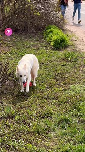 48K views · 316 reactions | Dog rescues trapped kitten | Tips & Tricks | Facebook