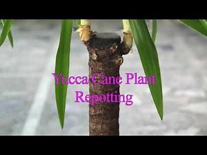 Repotting Yucca Cane