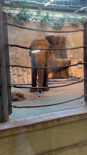 What does an elephant eat?