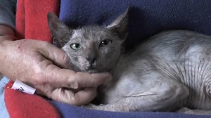 A rare 'werewolf' kitten was just found in South Africa — here's what it actually is. | Insider Tech