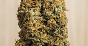 Buy Green Crack CBD cannabis seeds online - Humboldt Seeds UK