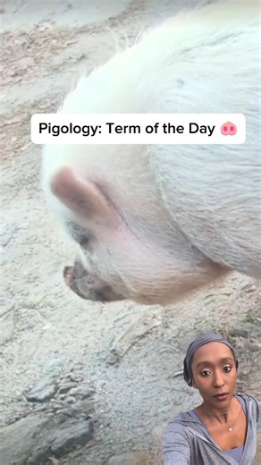 Pigology Lessons 🐽