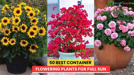Best 50 container plants for sunny gardens and patios