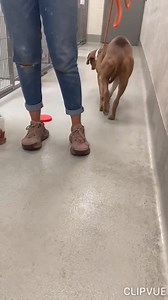 Safe! 🚫SCARED CM06 NEEDS RESCUE ASAP🚫 🚨FINAL DEADLINE 7/26 OR EUTHANIZED🚨 Located @Wichita, KS Animal Shelter (NOT in the care of Beauties & Beasts Rescue Handsome CM06 is at the city shelter, brought in as a stray and is euth listed labeled rescue only due to behavior. His behavior in the kennel includes hard staring, growling, whale eyeing, pursing lips, etc. He is a scared boy but has been doing better with our volunteers during their daily shelter visits... when we met him yesterday for 