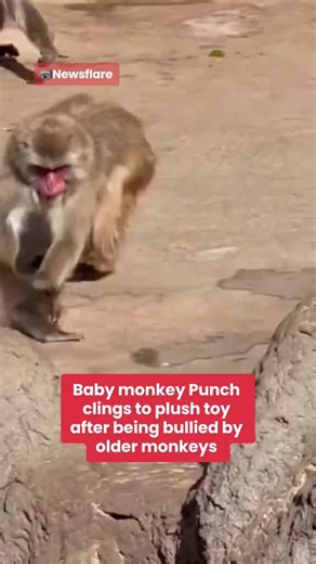 The young macaque remains under careful supervision as he adjusts to life within the troop🥺 | Daily Star