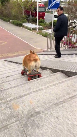 🐶🛹 Cola brand tractor 🚜…… Duang~Duang~# Dog skateboarding # corgi