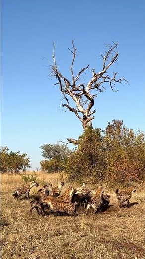 Lions Ambush Feeding Hyenas!