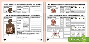 KS2 Year 4 Animals Including Humans Revision Activity Mat