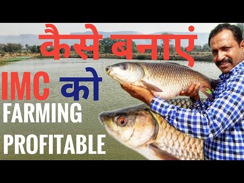 How to Make Profitable IMC Fish Farming | Complete Guide | Best pond management practices